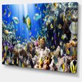 thumbnail image 2 of Coral Colony and Coral Fish - Seascape Canvas Art Print, 2 of 3