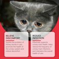 thumbnail image 2 of Yegbong Cat Supplement - Relieve Discomfort & Boost Nutrition - 60ml, 2 of 5