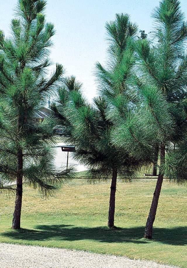 Loblolly Pine Tree Plants  3 Live Seedlings  Pinus Taeda  Fast-Growing Evergreen for Landscaping  Ideal Plants for Large Spaces