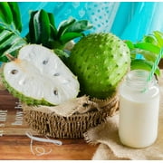Soursop 'Guanabana' TREE. 3 Gallon pot. Ship to all states