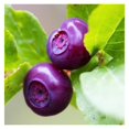 Pack 4 Huckleberry Plants Live, 7 to 12 Inc Tall Black Huckleberries