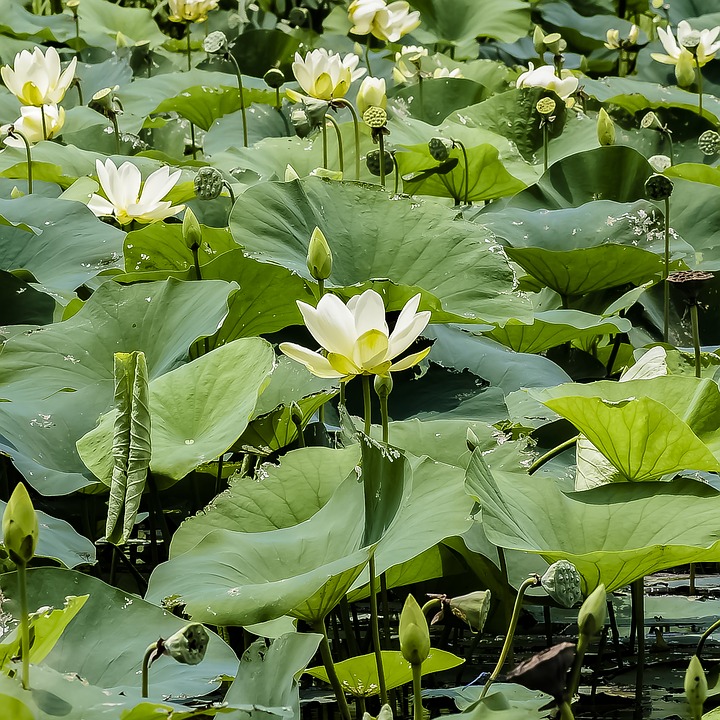 Lily Pond Lily Pad Green Nature Pad Flower Water20 Inch By 30 Inch
