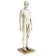 thumbnail image 5 of Modelo de de Anatomía Femenina / Masculina de 11 Pulgadas, Referencia Anatómica para Artistas, 5 of 9