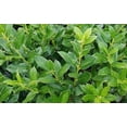 thumbnail image 4 of Needlepoint Chinese Holly - Ilex Cornuta - 3 Live Quart Size Plants - Low Maintenance Screening Evergreen Hedge, 4 of 5