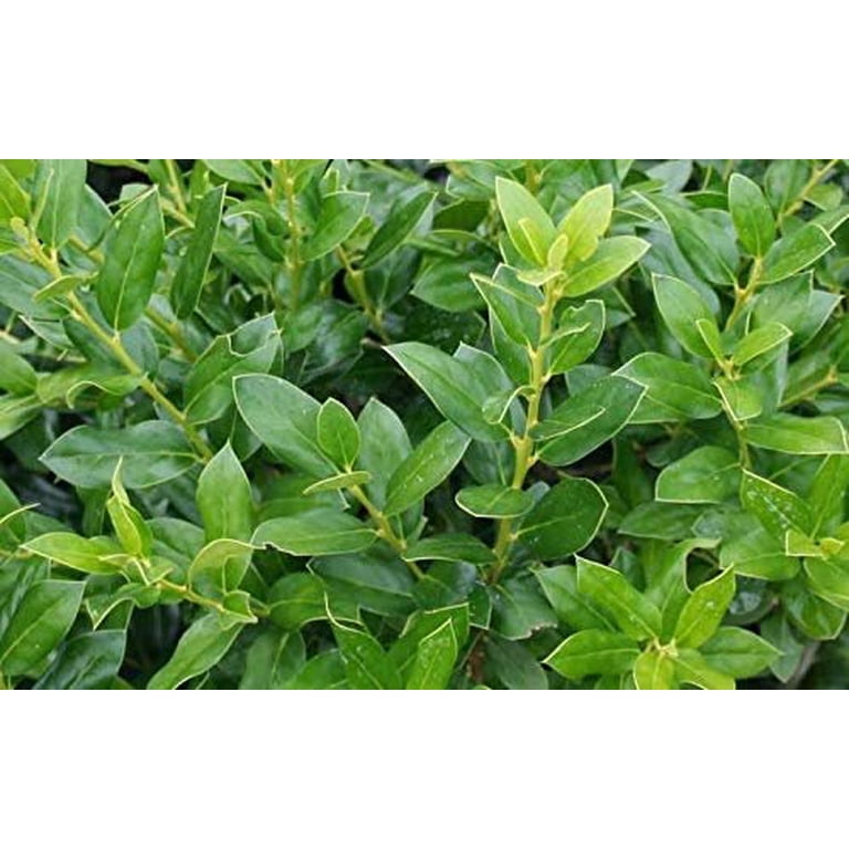 Needlepoint Chinese Holly - Ilex Cornuta - 1 Live Quart Size Plant - Low Maintenance Screening Evergreen Hedge