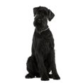thumbnail image 2 of Giant Schnauzer 1 Year Wall Decal by Wallmonkeys Peel and Stick Graphic (48 in H x 23 in W) WM22717, 2 of 4