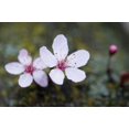 thumbnail image 2 of Erin Berzel 4x24 White Modern Wood Framed Wall Art Titled - Portland Cherry Blossom II, 2 of 5