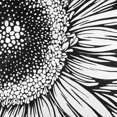 thumbnail image 3 of Gerbera Fleur - Toile 24"x24 Pouces - Impression à la Demande, 3 of 5