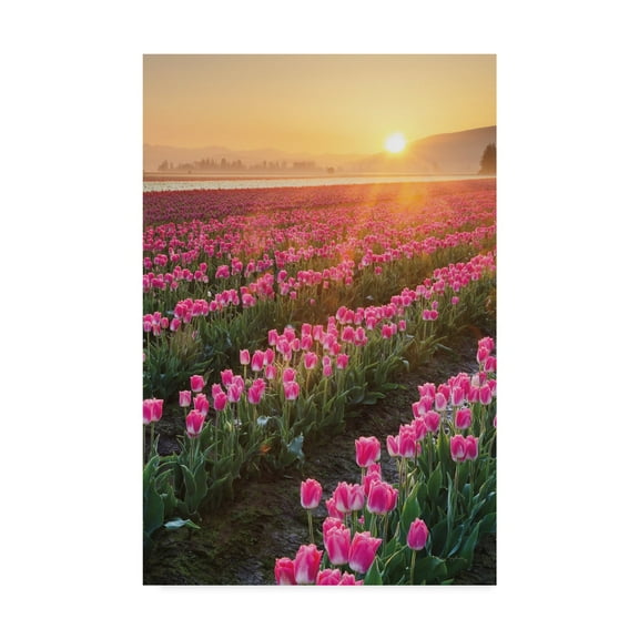 Trademark Fine Art 'Skagit Valley Tulips II' Canvas Art by Alan Majchrowicz