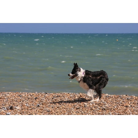 - LAMINATED POSTER Border Collie Canine Dog Animal Collie Pet Poster Print 24 x 36