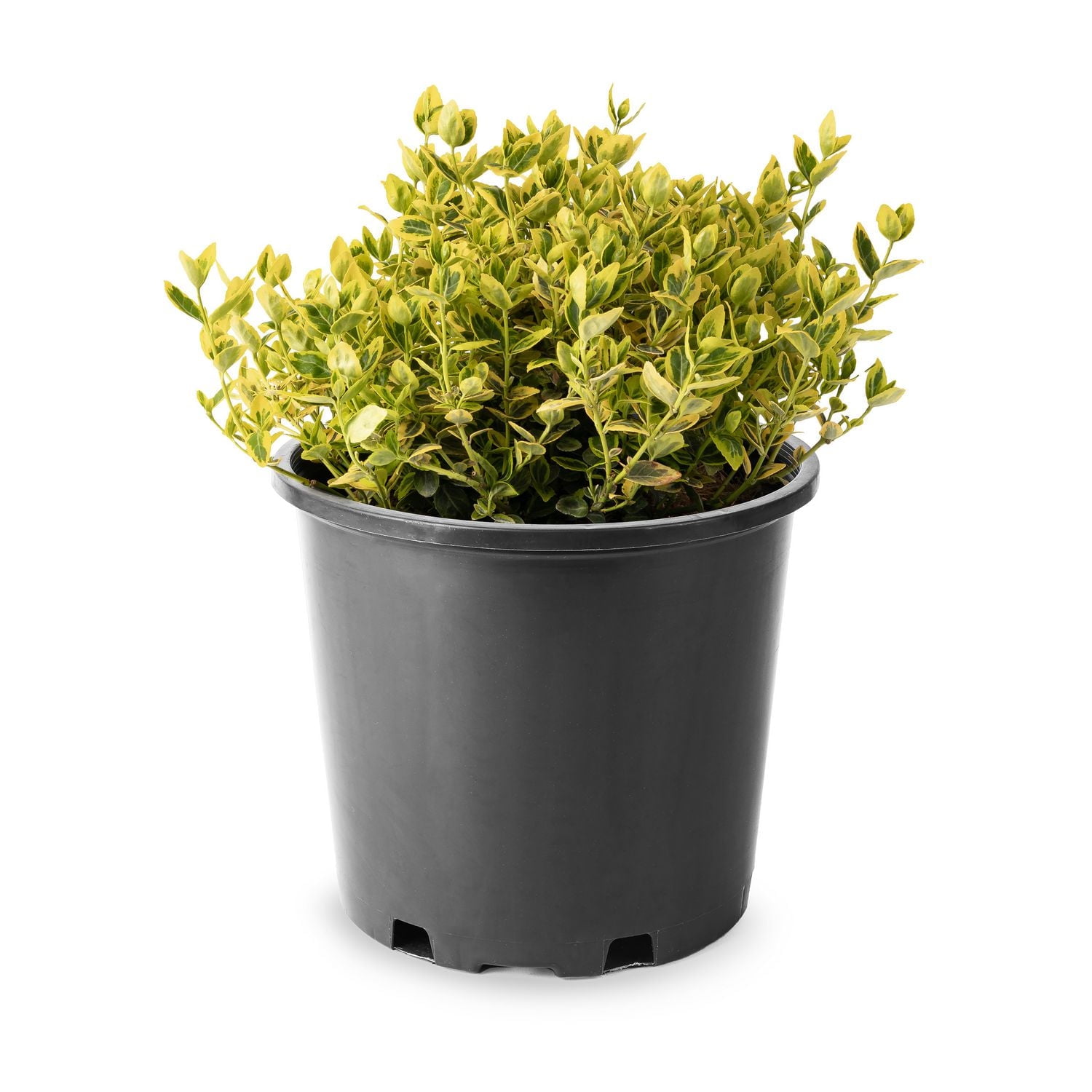 Emerald n Gold Euonymus 2 Gallon