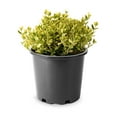 thumbnail image 1 of Fusain de fortune Emerald’N Gold 2 Gal, 1 of 3