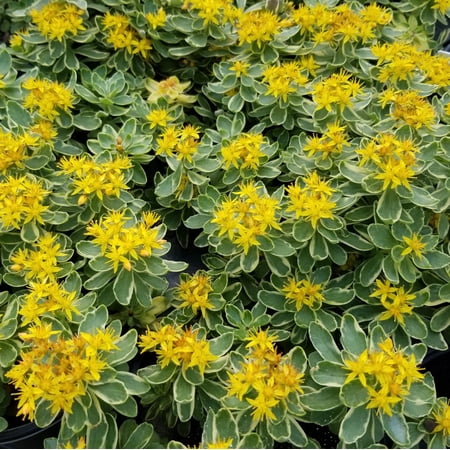 Variegated Russian Stonecrop Sedum kamtschaticum 'Variegatum' | Drought-Tolerant Succulent Ground Cover | Evergreen Variegated Foliage | Perfect for Rock Gardens & Borders 1 Gallon (Pack of 2)