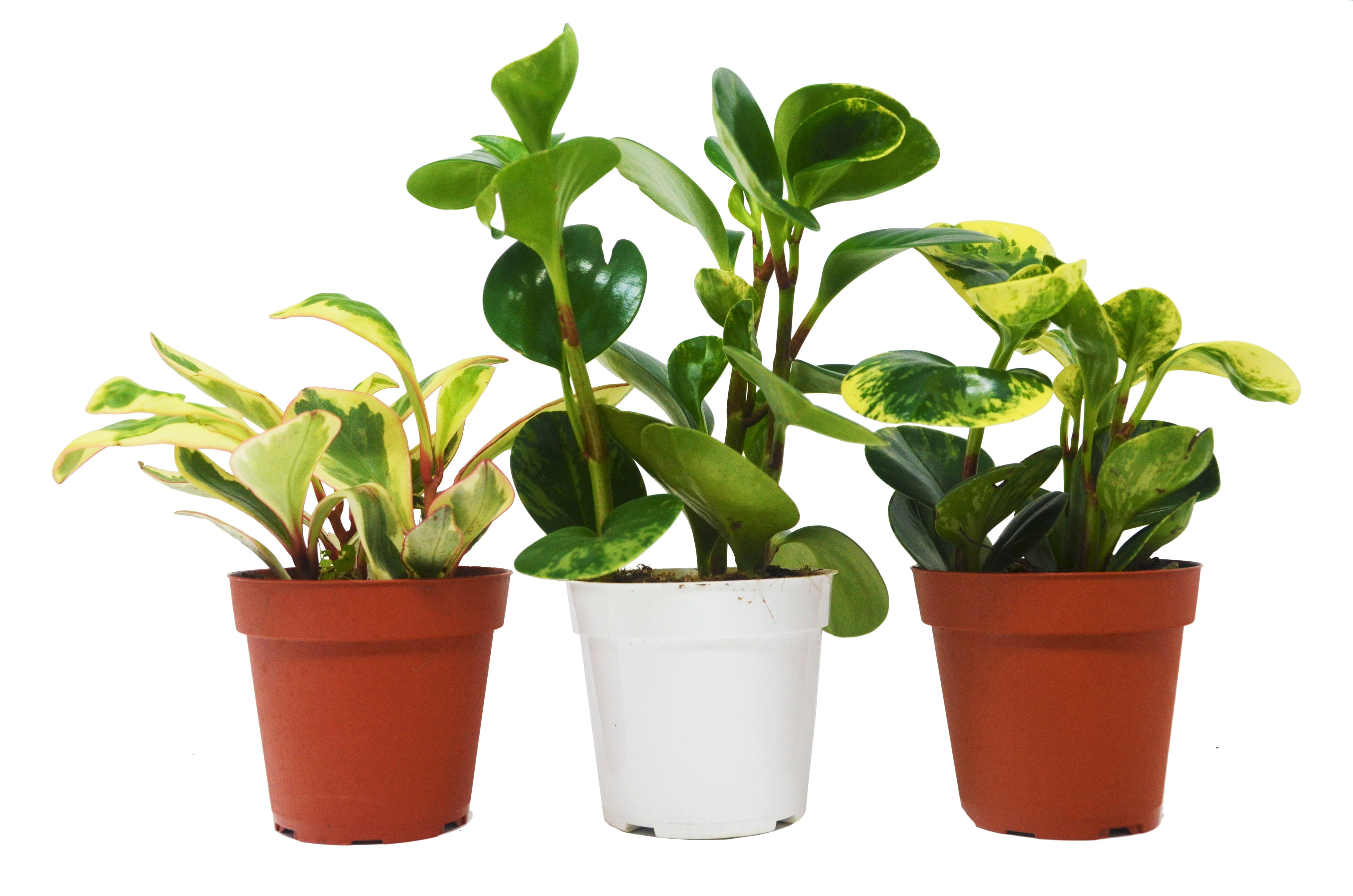3 Different Peperomia Plants in 4" Pots Baby Rubber Plants