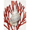 thumbnail image 2 of Kelly, Caroline 25x32 Black Ornate Wood Framed with Double Matting Museum Art Print Titled - Shell Coral Red I, 2 of 4