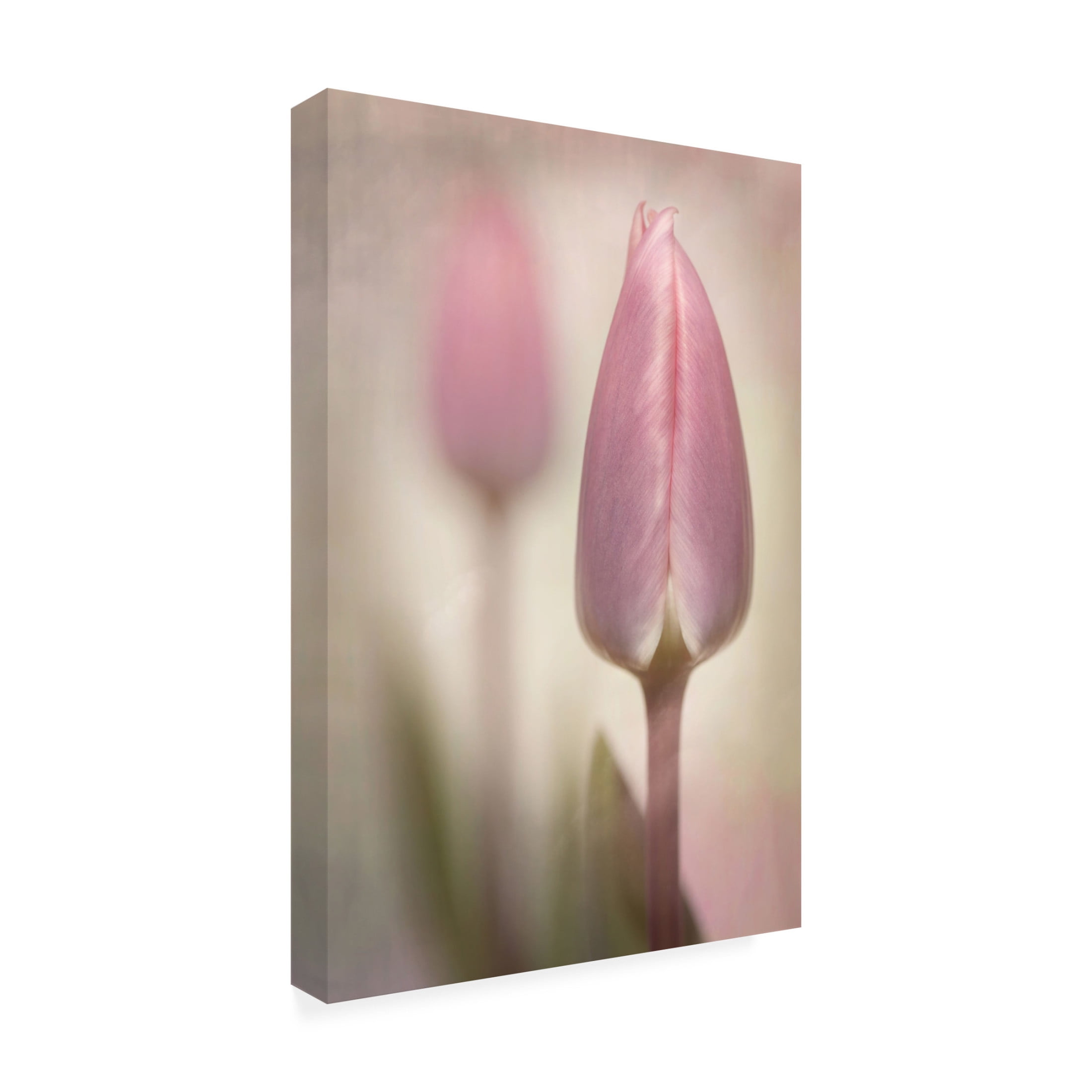 Trademark Fine Art Sharon Williams Pink Tulips Canvas Wall Art