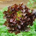 thumbnail image 4 of GSDWIUEW Green Oakleaf and Red Oakleaf Combo Lettuce Seeds-2000+ All Heirloom Seeds, 4 of 5