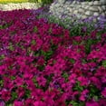 thumbnail image 6 of Expert Gardener 4-pack Petunia Burgundy Dreams Annual Live Plants, 6 of 7