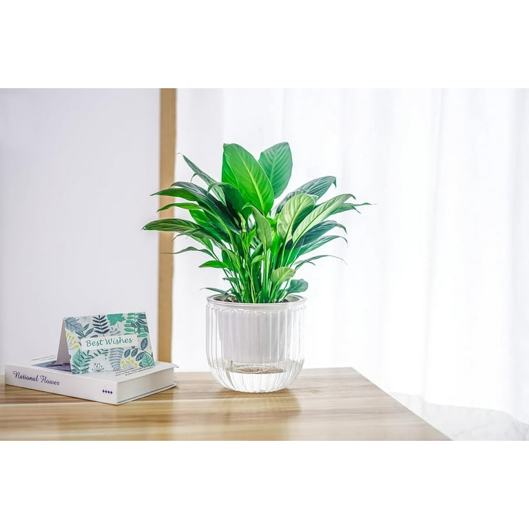 jade jewel plant Dracaena Jade Jewel- Live Plant in a 4 Inch Pot - Dracaena Fragrans 'Jade Jewel'
