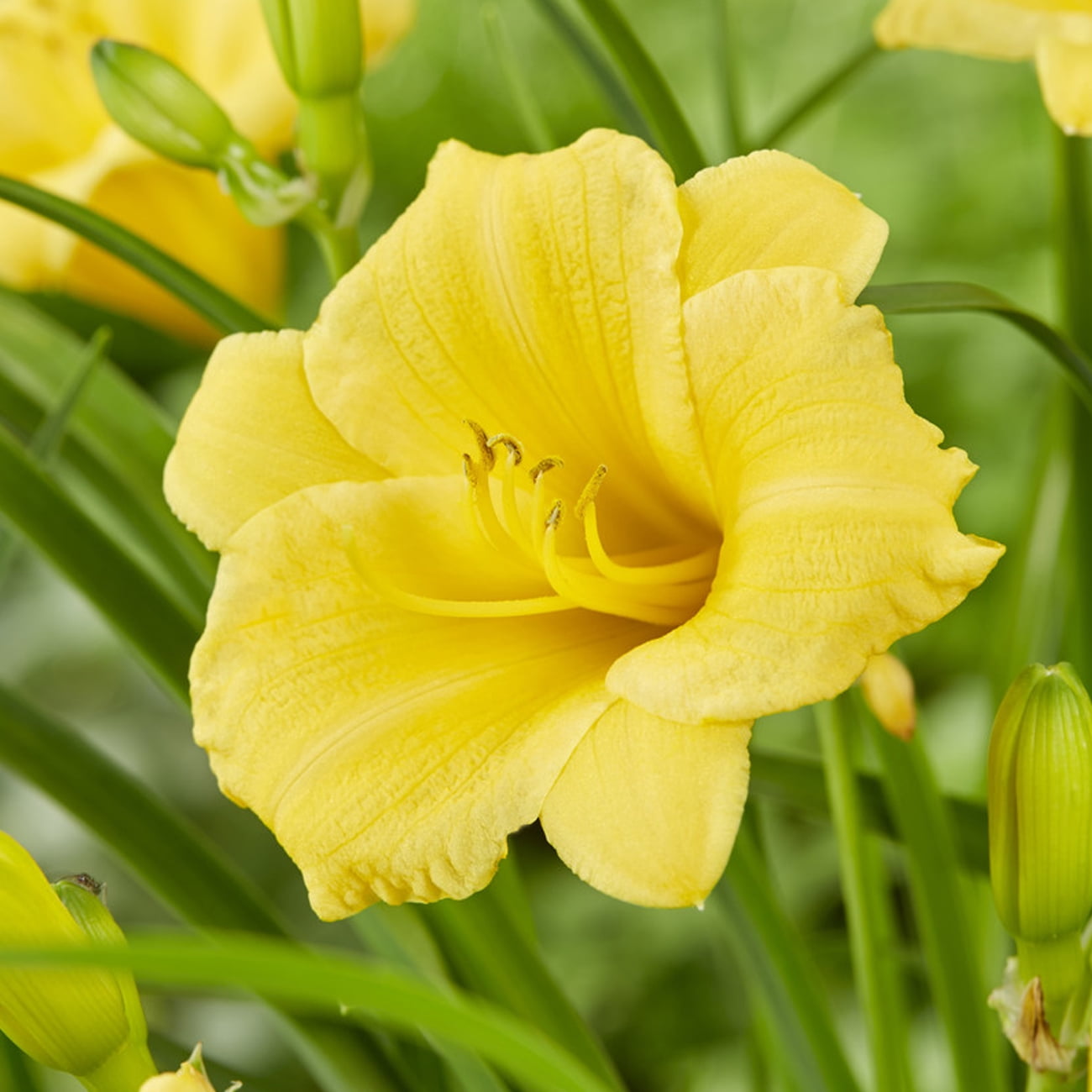 Van Zyverden Daylily Patio Kit with Decorative Rattan Planter Planting Medium and 1 Plant Root