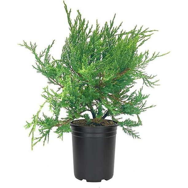 Juniper Sea Spray 5 Live 4 Inch Pots Juniperus Chinensis Drought