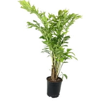 Fishtail Palm - Live Plant in a 10 inch Growers Pot - Caryota Mitis - Beautiful Clean Air Indoor Outdoor Houseplant