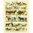 thumbnail image 2 of Babbitt, Gwendolyn 12x14 White Modern Wood Framed Museum Art Print Titled - Animal Chart II, 2 of 4