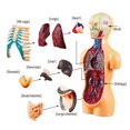 thumbnail image 1 of Human Body Simulation Organ Model Children‘S Toys  Organ Bone Structure  Cognitive Science Education Puzzle  Diy Model Teaching, 1 of 8