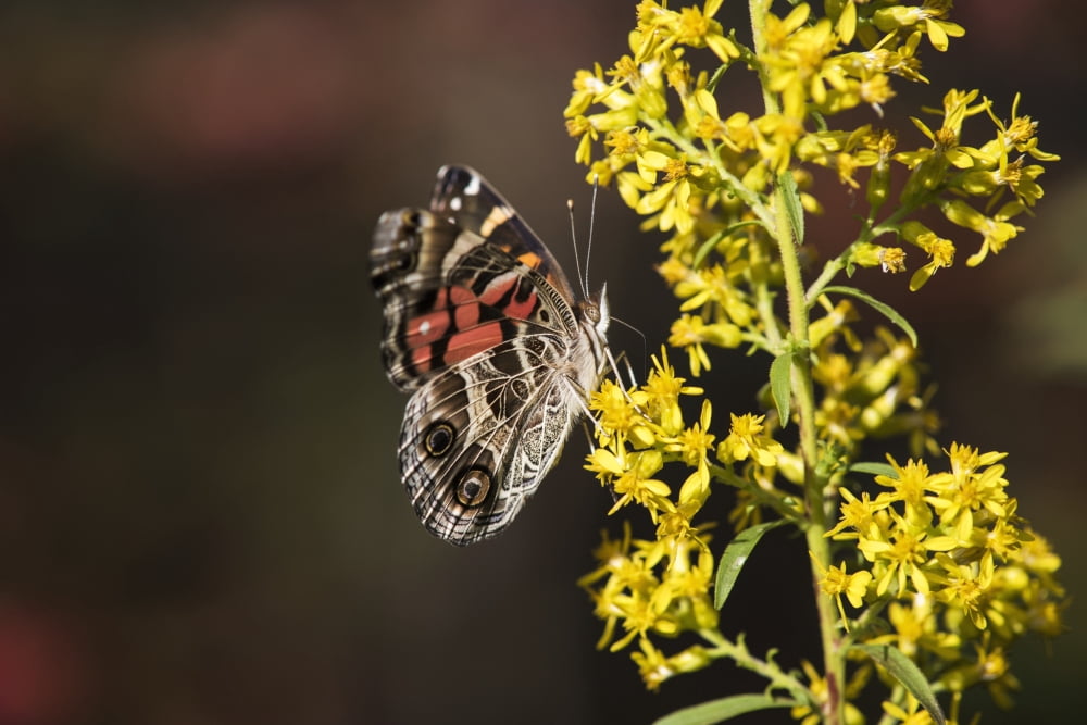 Painted Lady Butter