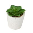 thumbnail image 4 of Anko Artificial Succulent #2 in Pot, 4 of 5