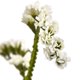 thumbnail image 2 of 22 Flores Artificiales Baby Breath (Juego De 24), 2 of 2