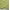 Light Green, variant on Soimoi Black Cotton Duck Fabric Leaves & Buds Floral Print Fabric by the Yard 44 Inch Wide
