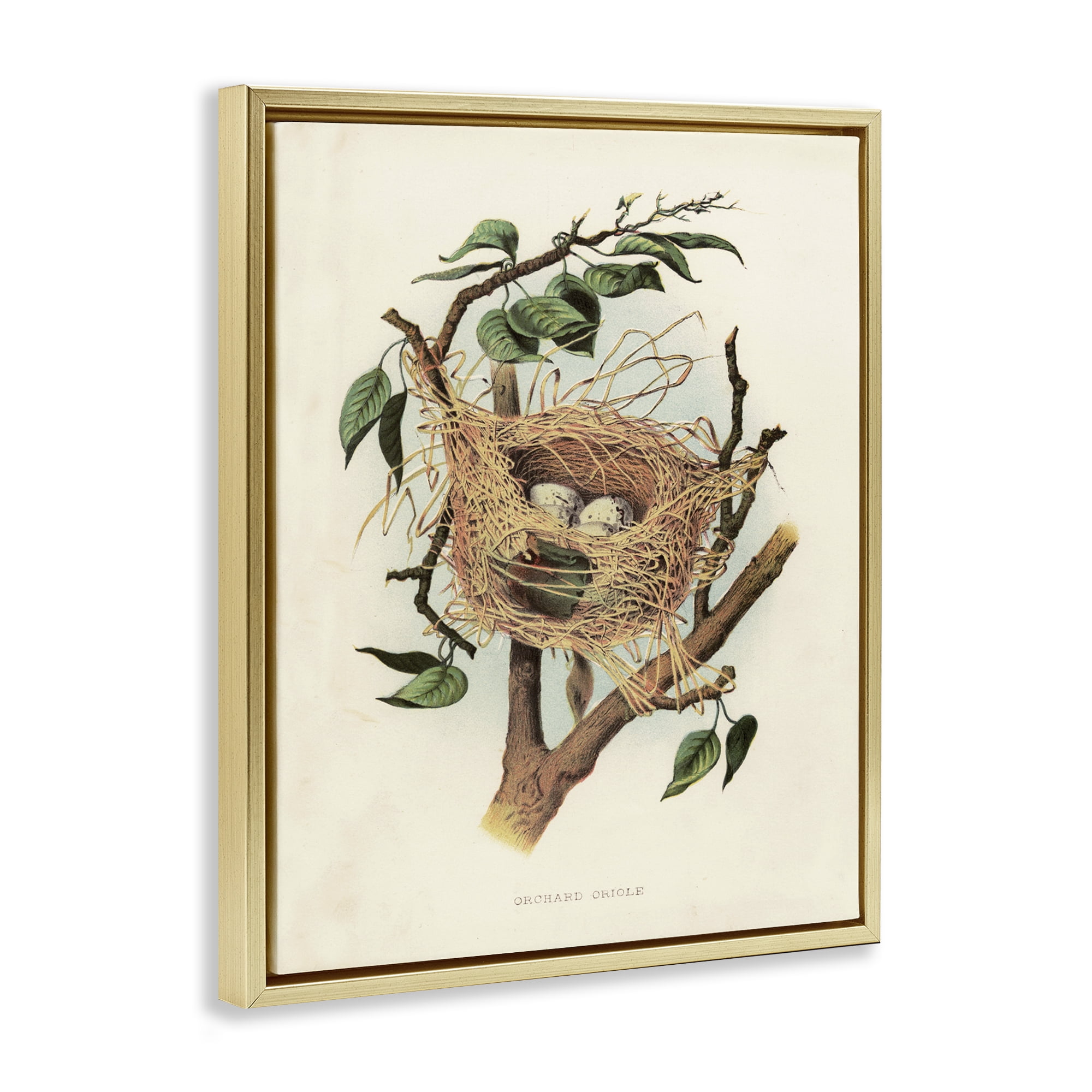 Stupell Industries Eggs in Birdnest Study Plants & Flowers Painting Gold Floater Framed Canvas Art Print Wall Art, 17 x 21