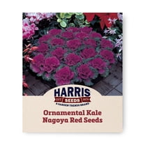 Ornamental Kale Nagoya Red F1 Seed
