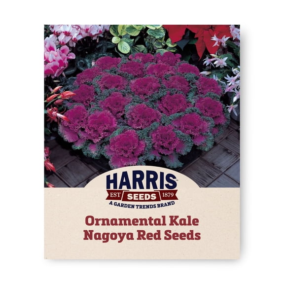 Harris Seeds Ornamental Kale Nagoya Red F1, Cool-Season Flowering, 50 Count