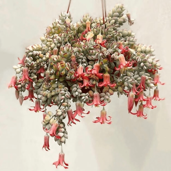 Cotyledon Pendens Plant Live, Cotyledon Pendens Succulents Plants Live, 4-7 inches Tall, 4 inch Pot for Growing