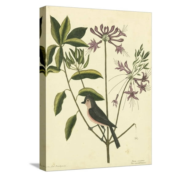 Art.com Catesby Bird and Botanical I Stretched Canvas Print Wall Art by Mark Catesby, 12" x 16"