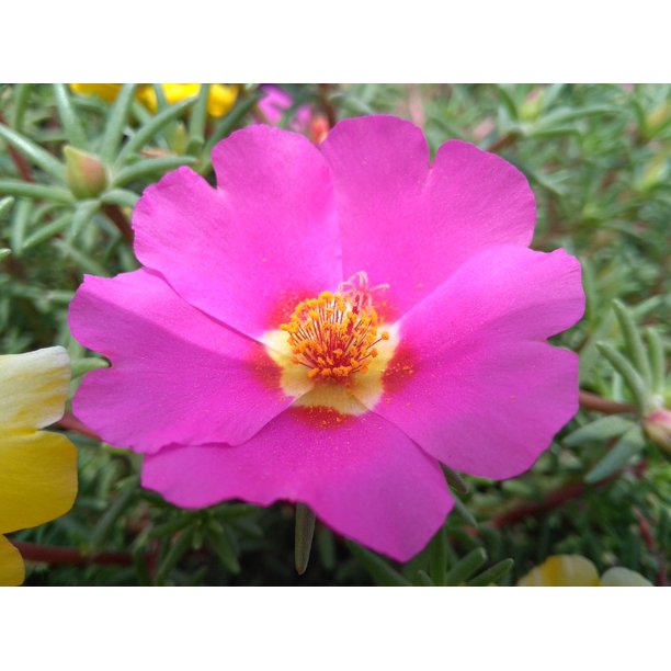 Portulaca Oleracea L Purslane Flowers Inch By 30 Inch Laminated Poster With Bright Colors And Vivid Imagery Fits Perfectly In Many Attractive Frames Walmart Com Walmart Com