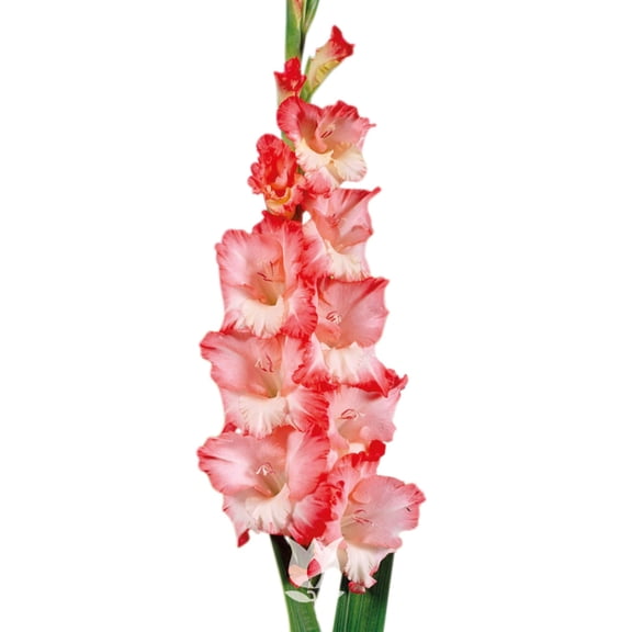 Pink Lady Large Flowering Gladiolus 10 Bulbs - 12/14 cm Bulbs