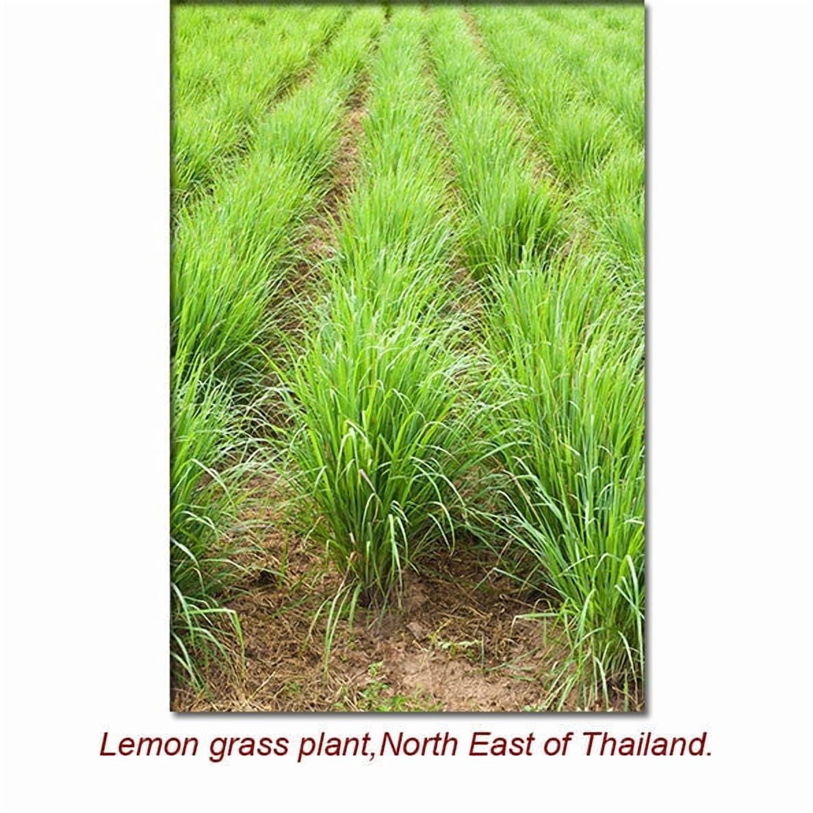 Lemongrass Organic Essential Oil 1 fl oz (30 ml) - 100% Pure and Natural by Silky Scents
