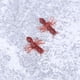 thumbnail image 5 of 100 piezas de hormigas de simulación de Halloween, hormigas falsas de plástico, juguetes de broma interesantes, 5 of 7