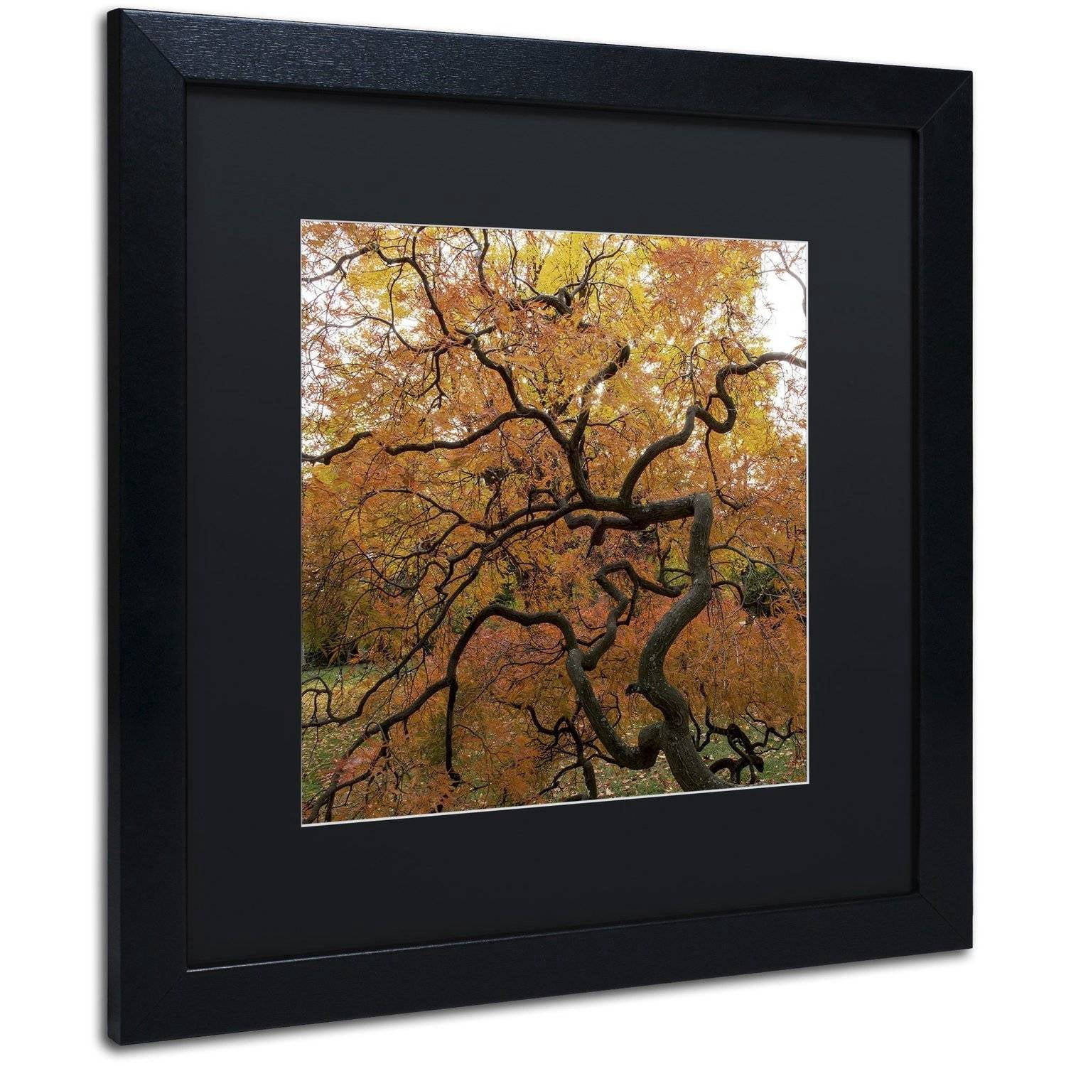 Trademark Fine Art "October Japanese Maple" Canvas Art by Kurt Shaffer, Black Matte, Black Frame