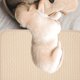 thumbnail image 1 of TABLETREANDS 2Ud Almohadillas De Entrenamiento Para Perros Beige Material Impermeable Reutilizable, 1 of 6