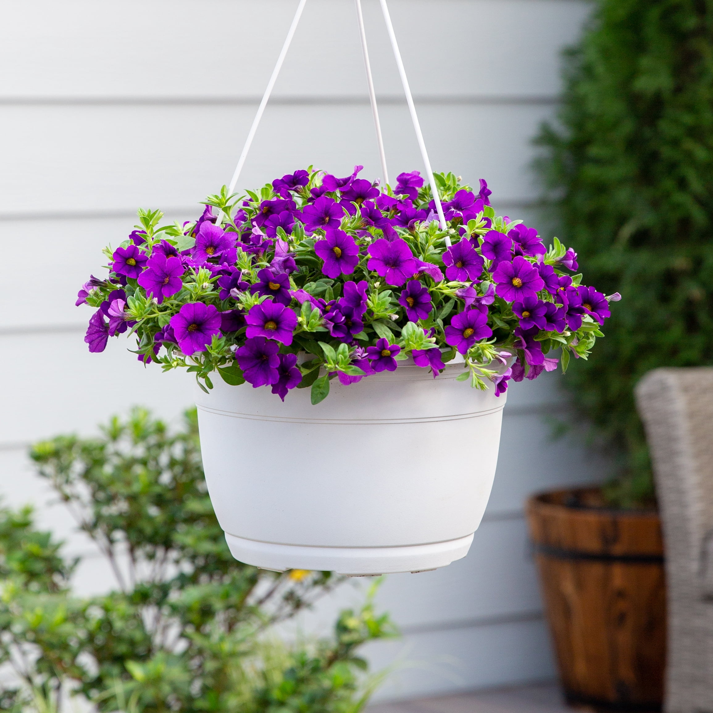 Expert Gardener 1.5gal Purple Calibrachoa Live Annual Plant Hanging Basket Sun