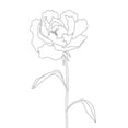 thumbnail image 2 of Artographie Studio 18x24 Black Ornate Wood Framed with Double Matting Museum Art Print Titled - Peony Lines, 2 of 4