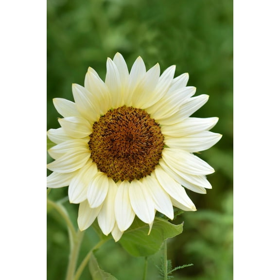 Procut White Nite Sunflower Autumn Cut Flowers Premium Seed Packet