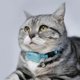 thumbnail image 2 of Collar de seguimiento resistente al calor para perros y chat, rastreador GPS para perros, rastreador GPS en tiempo real para animales de compañía, 2 of 5