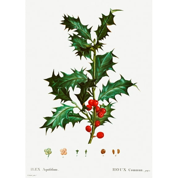 Botanical Plant Print - Common holly (Ilex aquifolium) by Pierre Joseph Redoute - 12" x 18" Art Print Wall Decor