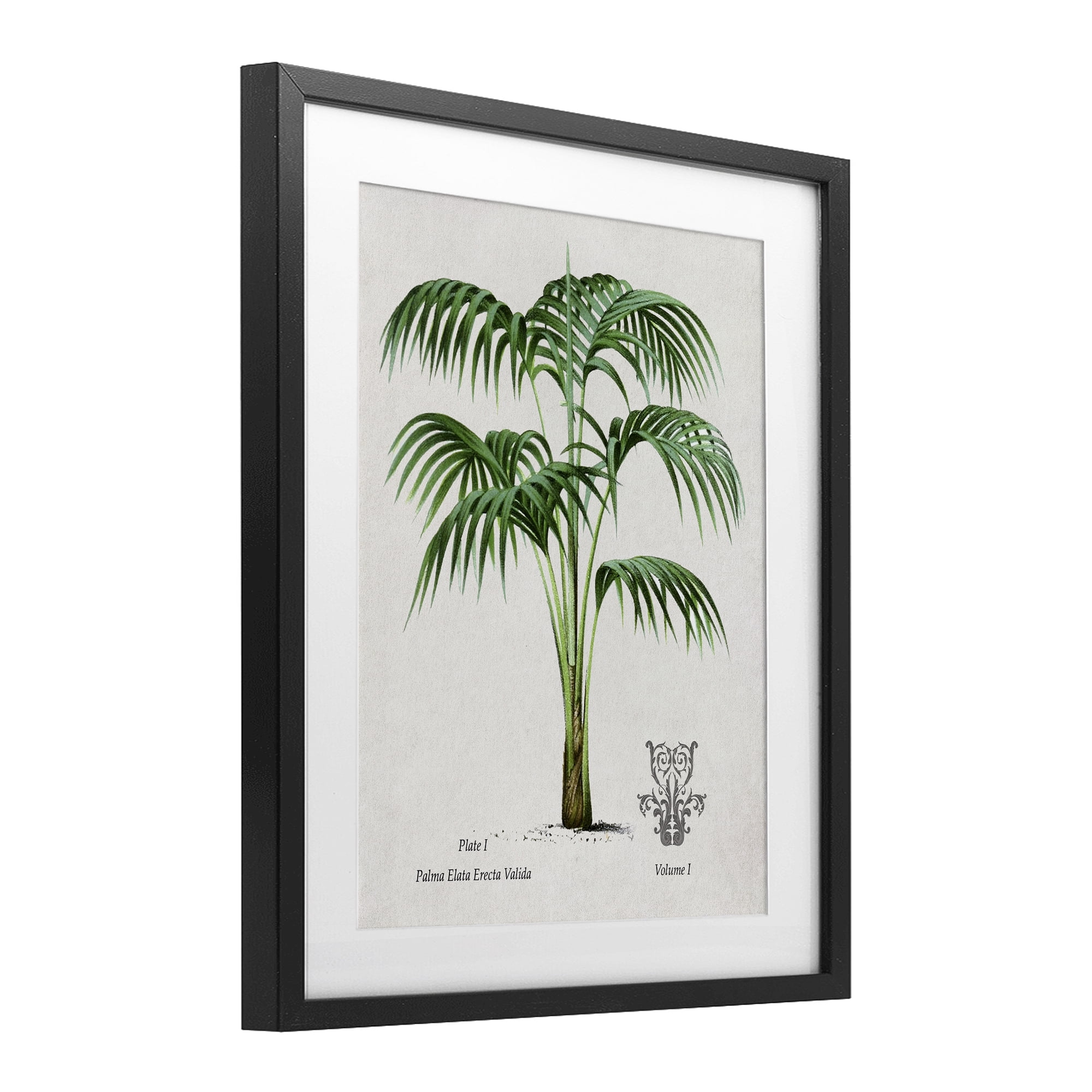Stupell Industries Natural Palm Study Black Framed Print Under Glass, design by Val Rhodes