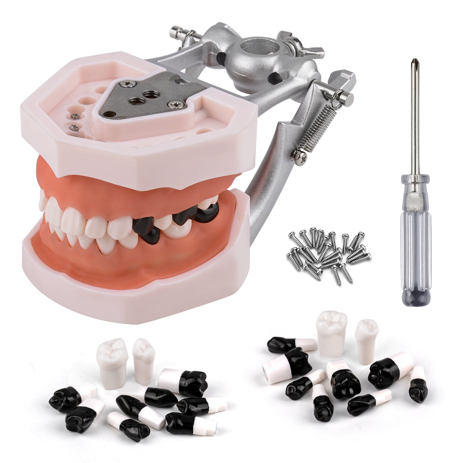 Typodont Teeth Model Includes 20pcs of Special Black Replacement Teeth